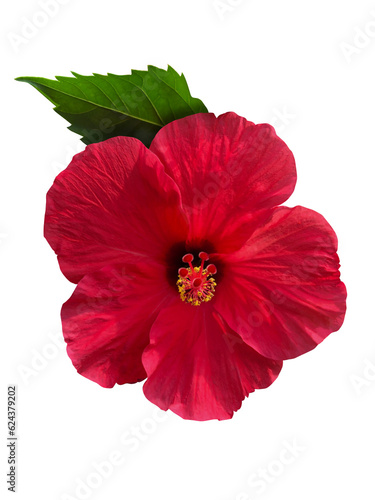 真っ赤なハイビスカスの花