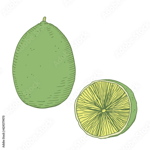 Lime illustration drawing. Colored vector illustration of citrus plant on isolated white background design element for label, background, print,  template.Whole lemon and half citron hand drawn