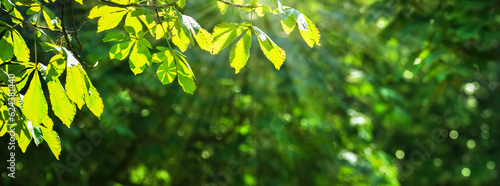 bright leaves from chestnut tree branch in sunny idyll, green fresh forest in summertime with shiny bokeh lights, beautiful nature background concept banner with copy space