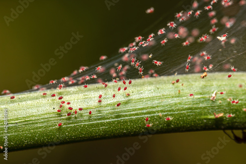Plant-feeding red spider mite on garden crops 