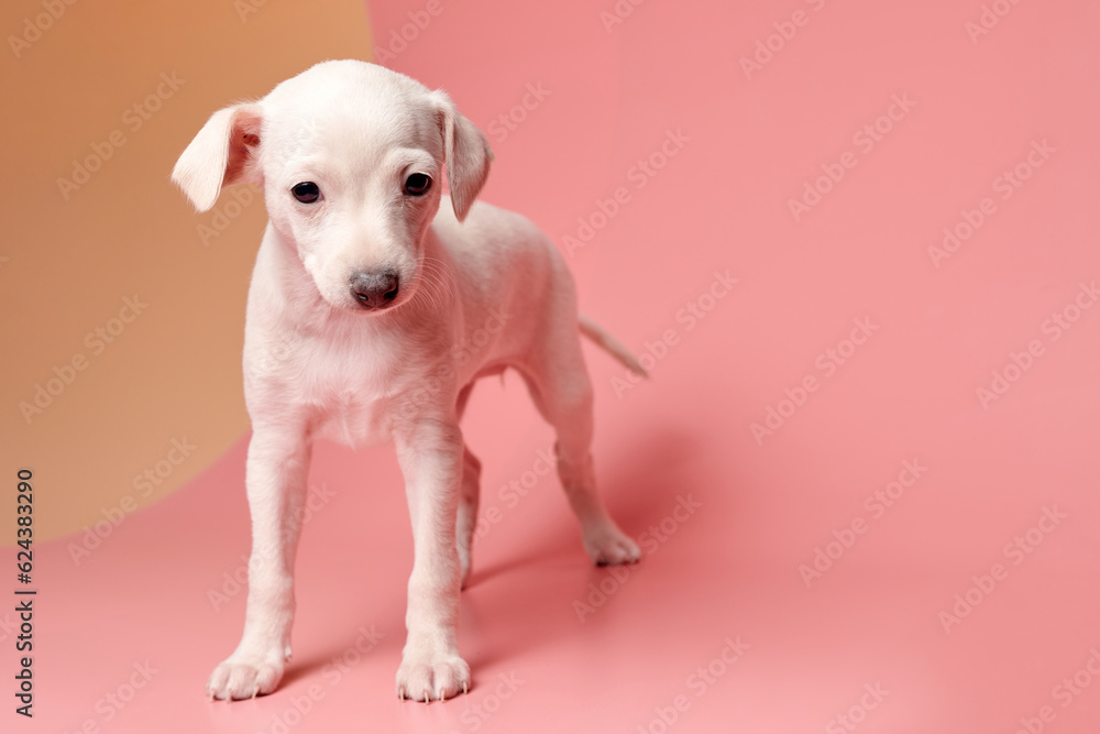 Portrait of cute Italian Greyhound puppy isolated on pink orange studio background. Small beagle dog white beige color.