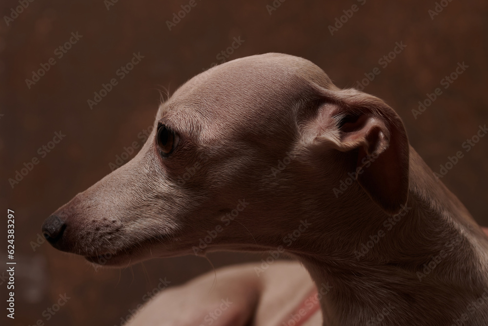Portrait of Italian Greyhound dog brown color posing isolated on chocolate studio background