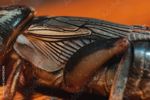 macro shot of a mole cricket on wooden plank