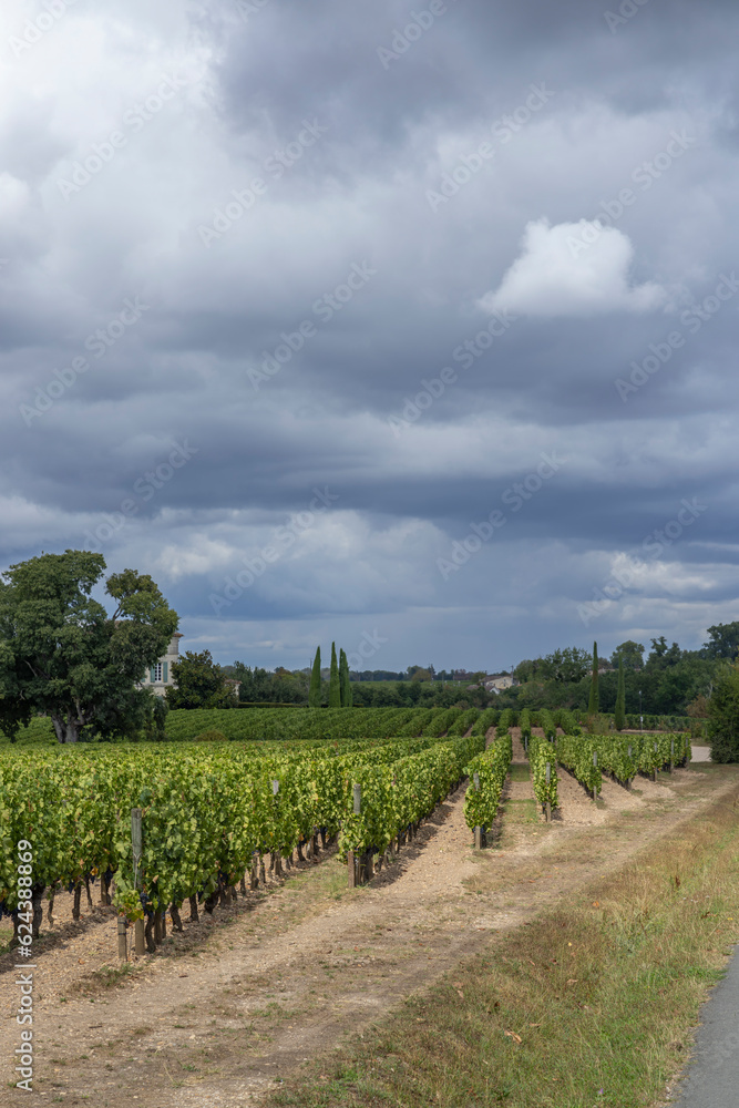Typical vineyards near Pomerol, Aquitaine, France
