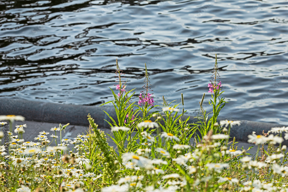 Real pretty flowers by water on summer day Real pretty flowers by water on summer day