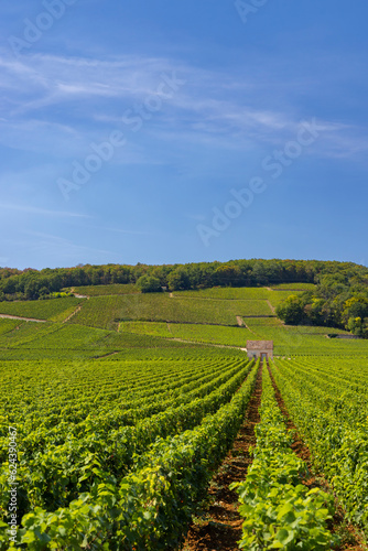 Typical vineyards near Clos de Vougeot, Cote de Nuits, Burgundy, France