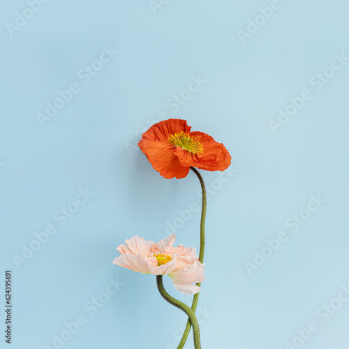 Beautiful peach pink and red poppy flowers on pastel blue background. Aesthetic minimal floral composition © Floral Deco