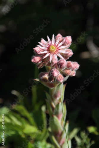 Fleurs de montagne 2023 photo