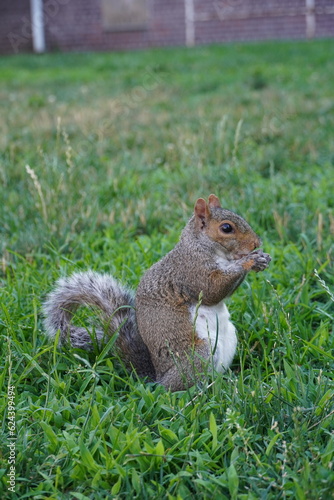 squirrel eating nut © Benjamin Huang