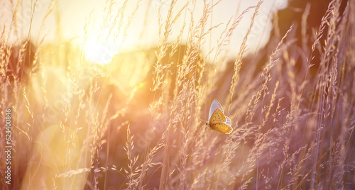 Fototapeta Naklejka Na Ścianę i Meble -  Abstract field landscape at sunset with soft focus. dry ears of grass in the meadow and a flying butterfly, warm golden hour of sunset, sunrise time.