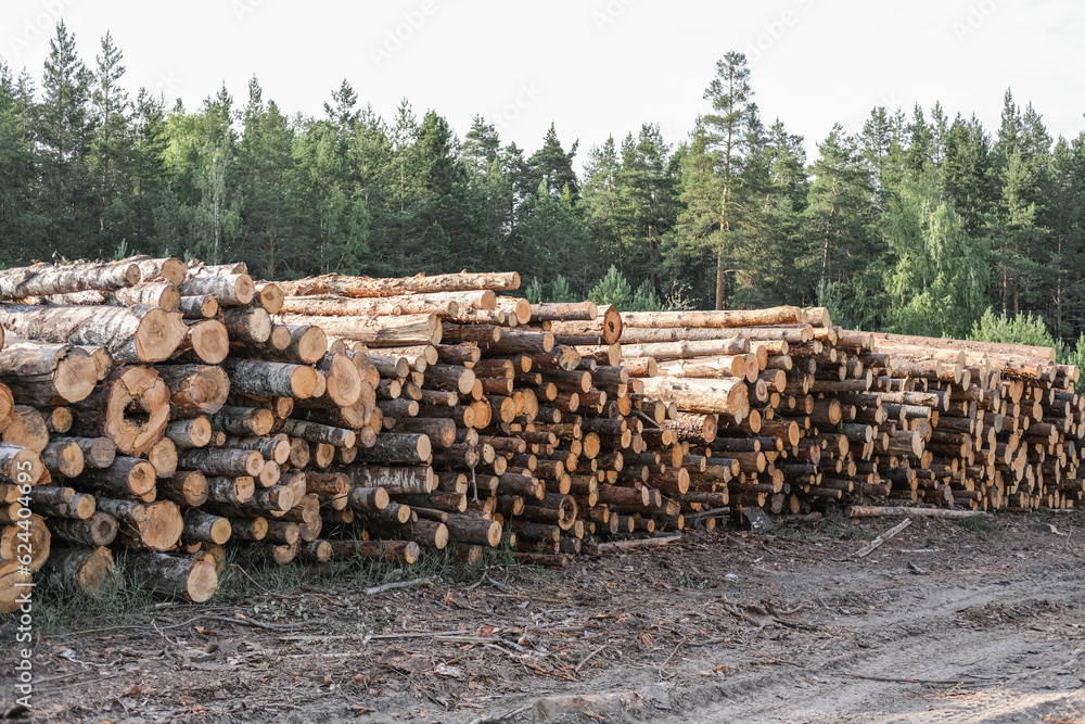 Log stacks along the forest road. Deforestation. Wood preparation. logging industry