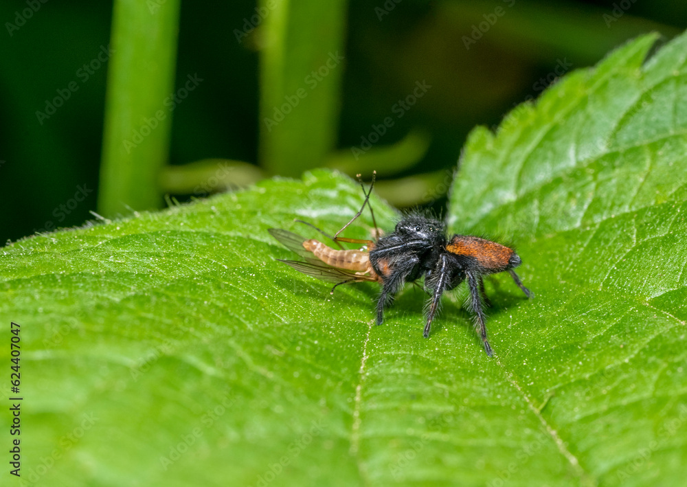 Jumping spider with prey Jumping spider with prey