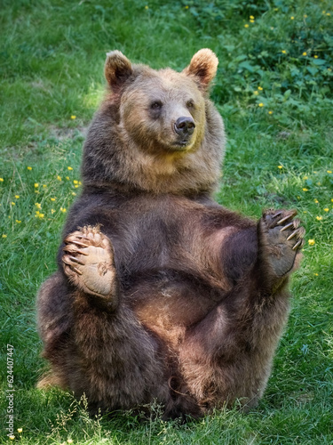 Brown bear (Ursus arctos)