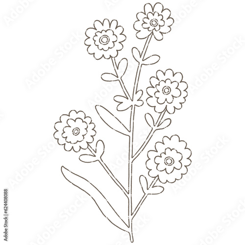 Wildflower, herbs, herbaceous flowering plants, blooming flowers Hand drawn