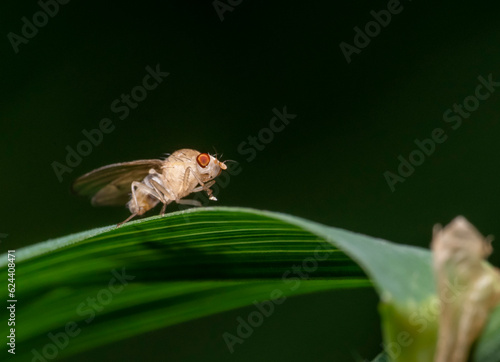 Lauxaniid fly on grass leaf photo