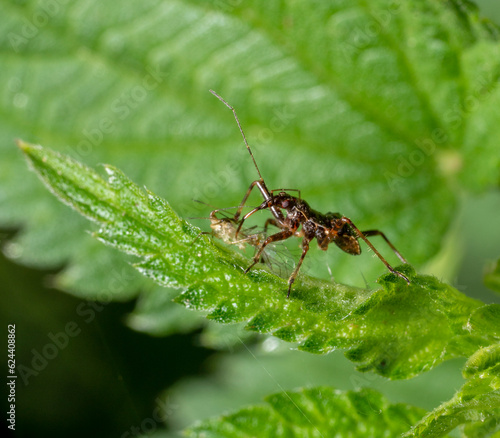 Ant damsel bug © PRILL Mediendesign