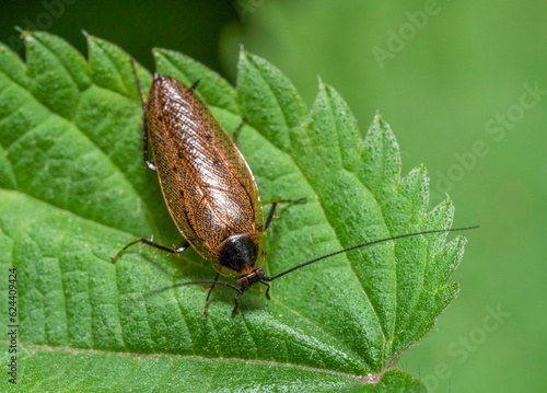 Dusky cockroach