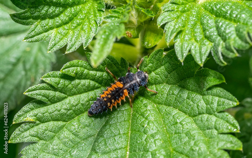 Foto Ladybug larva