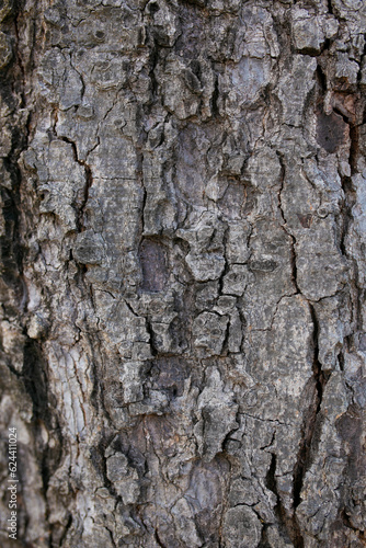 Fototapeta Naklejka Na Ścianę i Meble -  Bark of the tree in the park with blurred background.