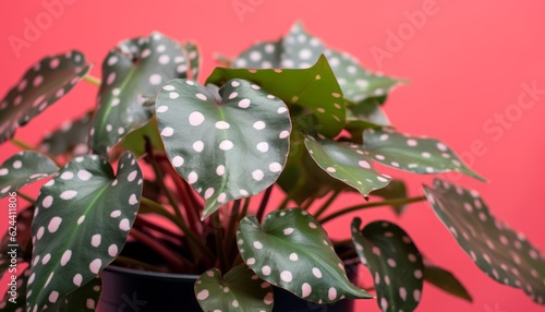 Begonia Maculata ,Polka Dot Begonia Background, retro modern houseplant