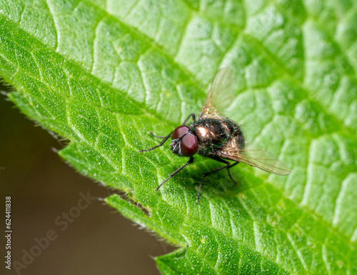 Bluebottle fly © PRILL Mediendesign