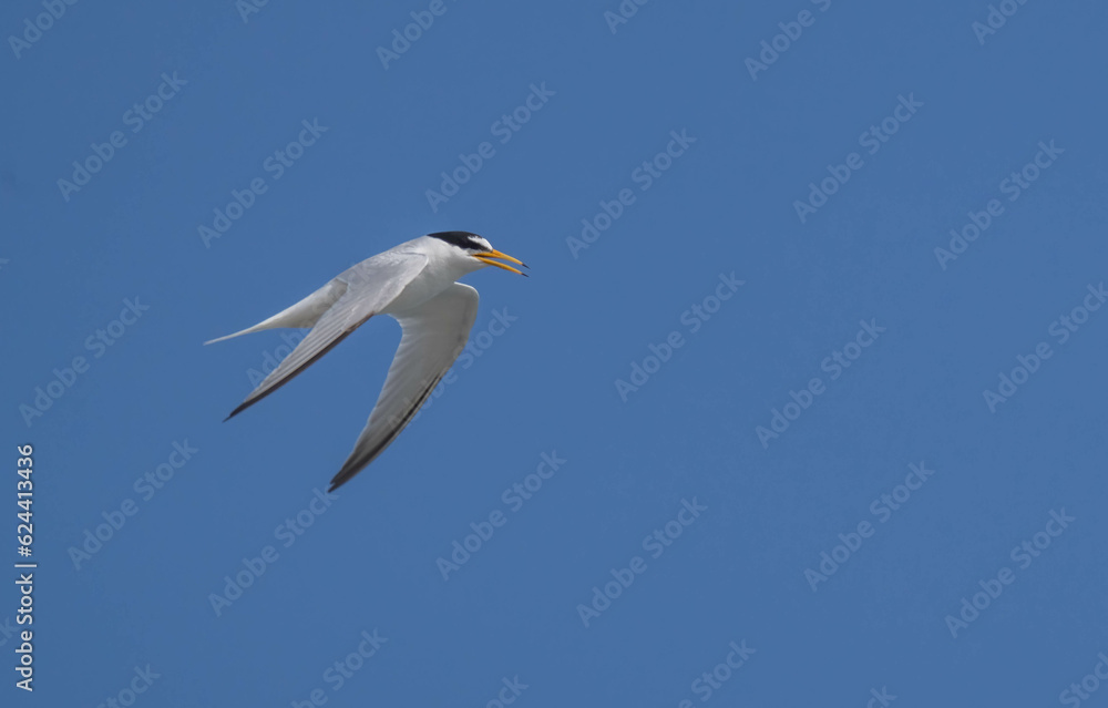 little tern in flight over the mediterranean sea