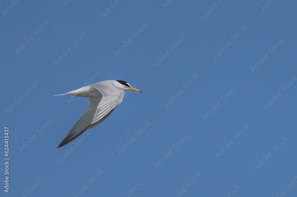 little tern in flight over the mediterranean sea little tern in flight over the mediterranean sea