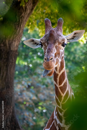 Canvas Print portrait of a standing giraffe in the forest showing tongue