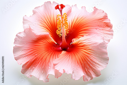 red hibicus flower or soeblacplant in the garden. Latin name is hibiscus rose sinensis.bunga kembang sepatu
