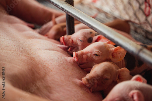 Fotografia Newborn piglets need milk from the sow