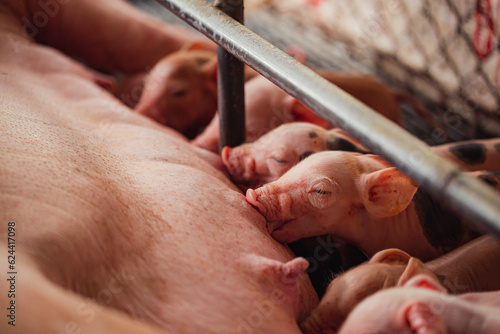 Newborn piglets need milk from the sow. ,Receiving newborn milk to build immunity , the swine industry