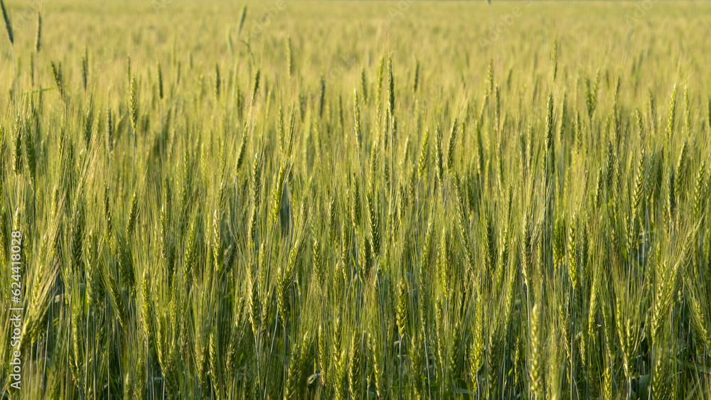 Two-rowed barley or Hordeum distichon growing in the field, stems in the rays of sunlight. Two-rowed barley or Hordeum distichon growing in the field, stems in the rays of sunlight.