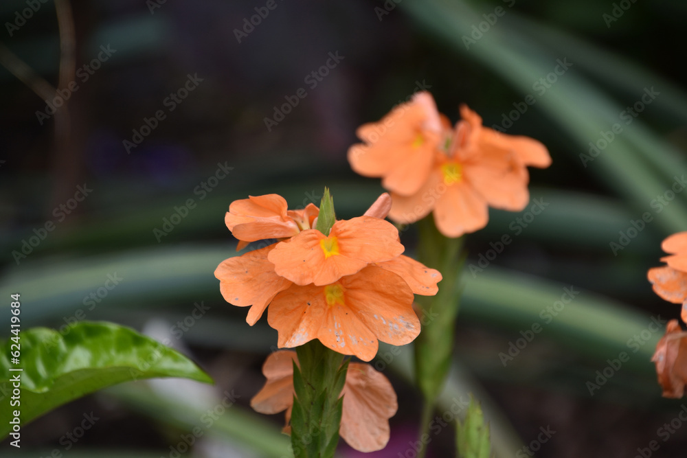Orange Blooming Begonia Blossoms in a Garden Orange Blooming Begonia Blossoms in a Garden