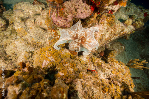 Underwater Marine Life