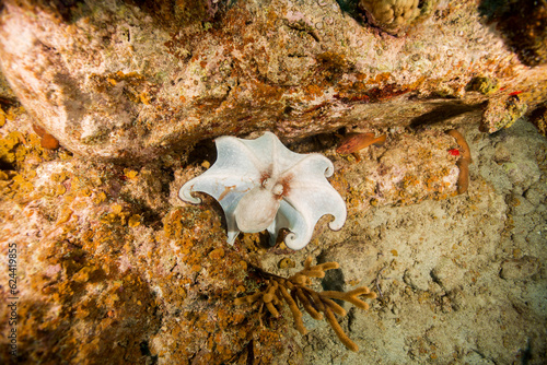 Underwater Marine Life