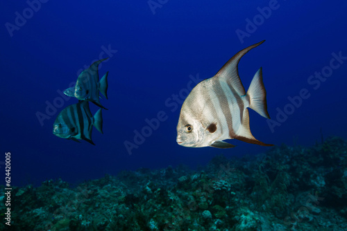 Underwater Marine Life