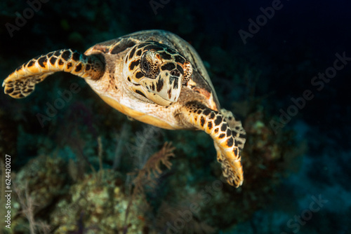 Underwater Marine Life © Marco