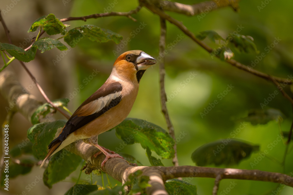 Hawfinch - Coccothraustes coccothraustes, beautiful colored perching bird from Old World forests, Slovenia. Hawfinch - Coccothraustes coccothraustes, beautiful colored perching bird from Old World forests, Slovenia.