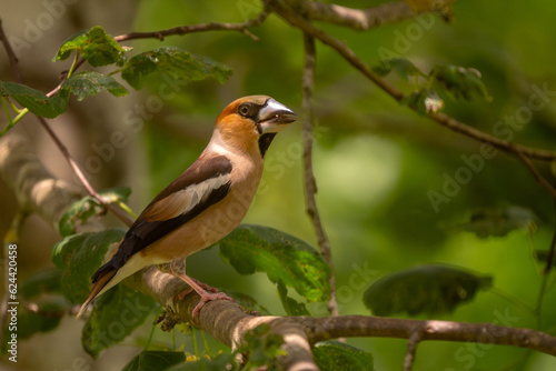 Hawfinch - Coccothraustes coccothraustes, beautiful colored perching bird from Old World forests, Slovenia. © David
