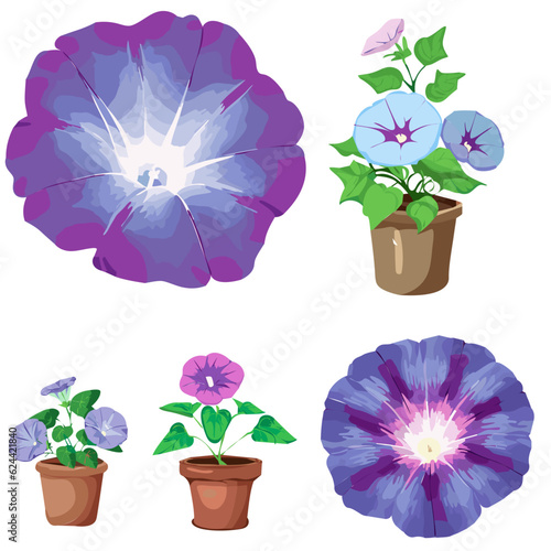 Morning Glory flower,Beautiful isolated Morning Glory set, vector illustration