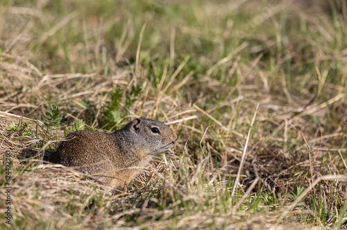 Uinta Ground Squirrel in Wyoming