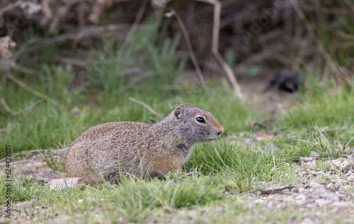 Uinta Ground Squirrel in Wyoming photo