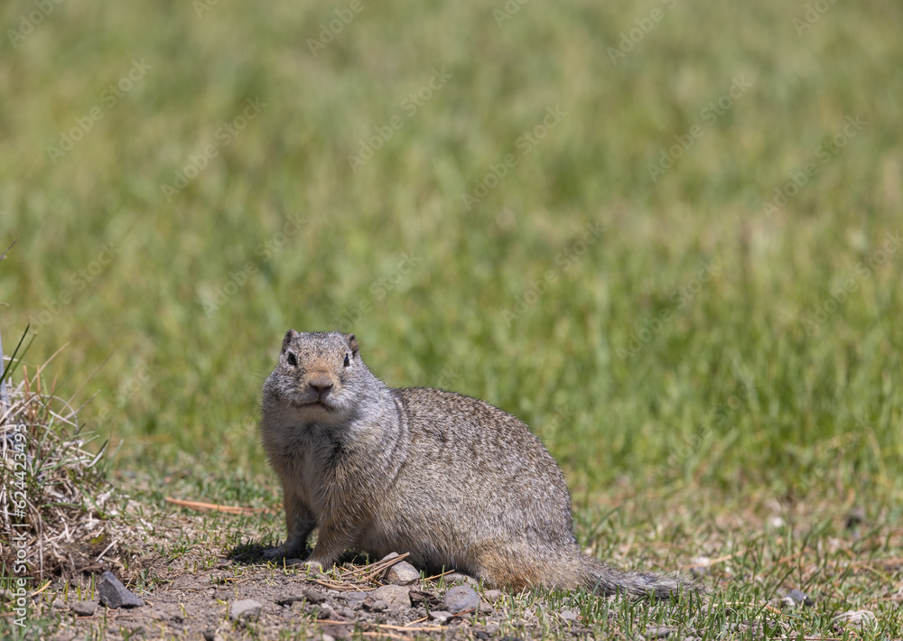 Uinta Ground Squirrel in Wyoming Uinta Ground Squirrel in Wyoming