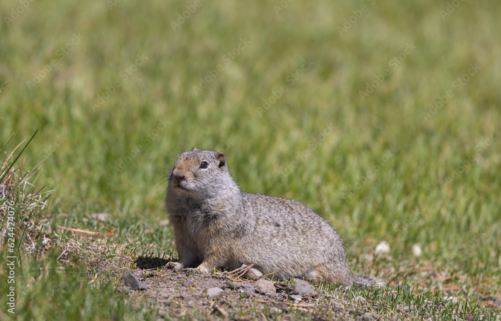 Obraz premium Uinta Ground Squirrel in Wyoming