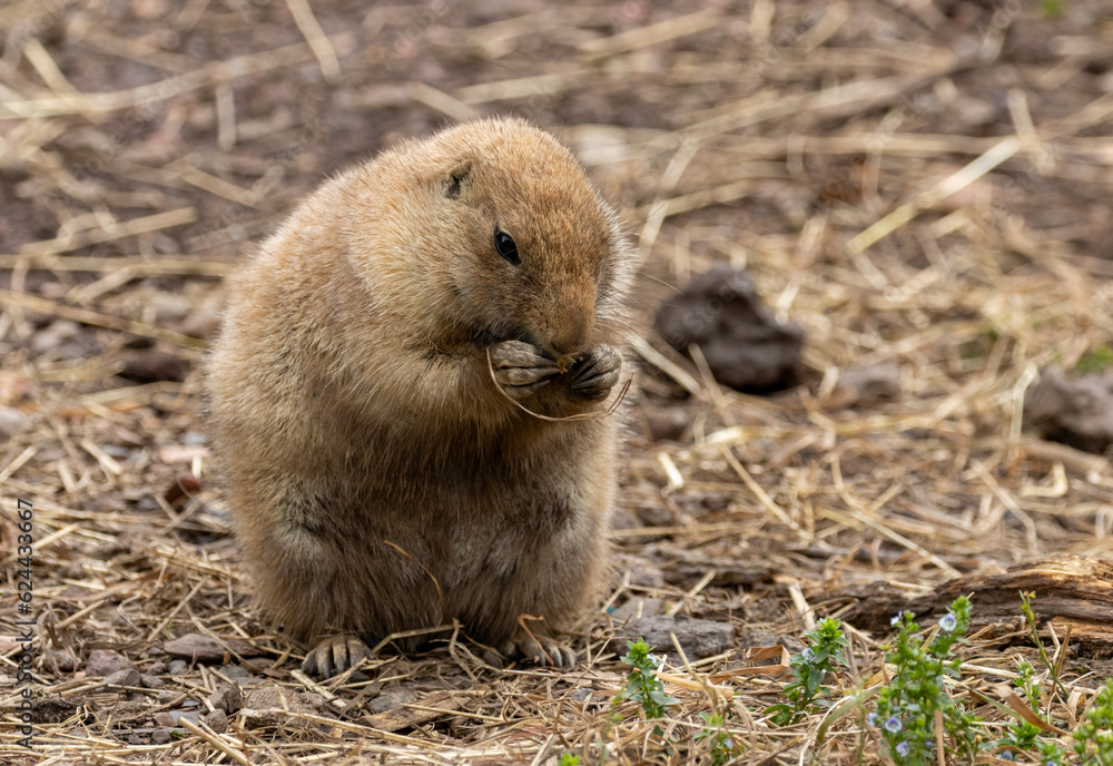 Black tailed prairie dog nibbling on food and looking around near the burrow Black tailed prairie dog nibbling on food and looking around near the burrow