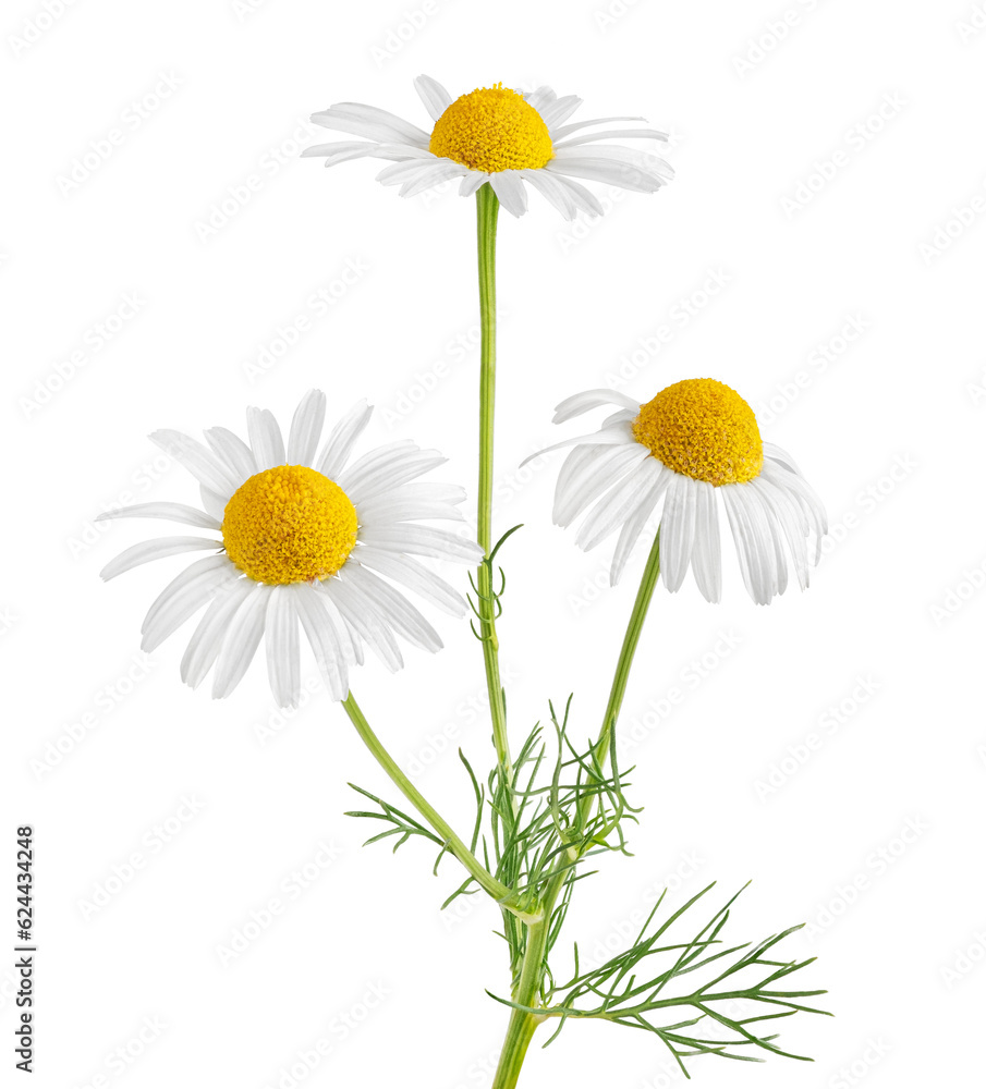 Chamomile flower isolated on white or transparent background. Camomile medicinal plant, herbal medicine. Three chamomile flowers with green leaves. - obrazy, fototapety, plakaty 
