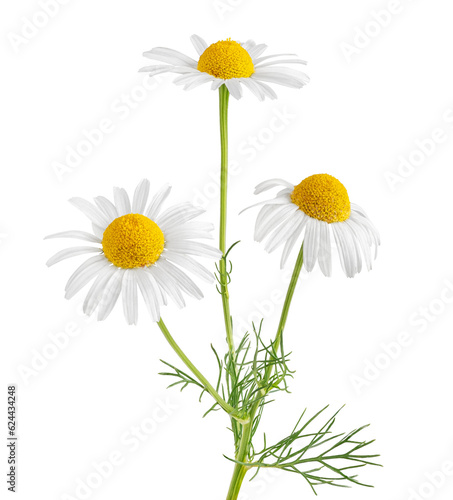 Chamomile flower isolated on white or transparent background. Camomile medicinal plant, herbal medicine. Three chamomile flowers with green leaves. photo