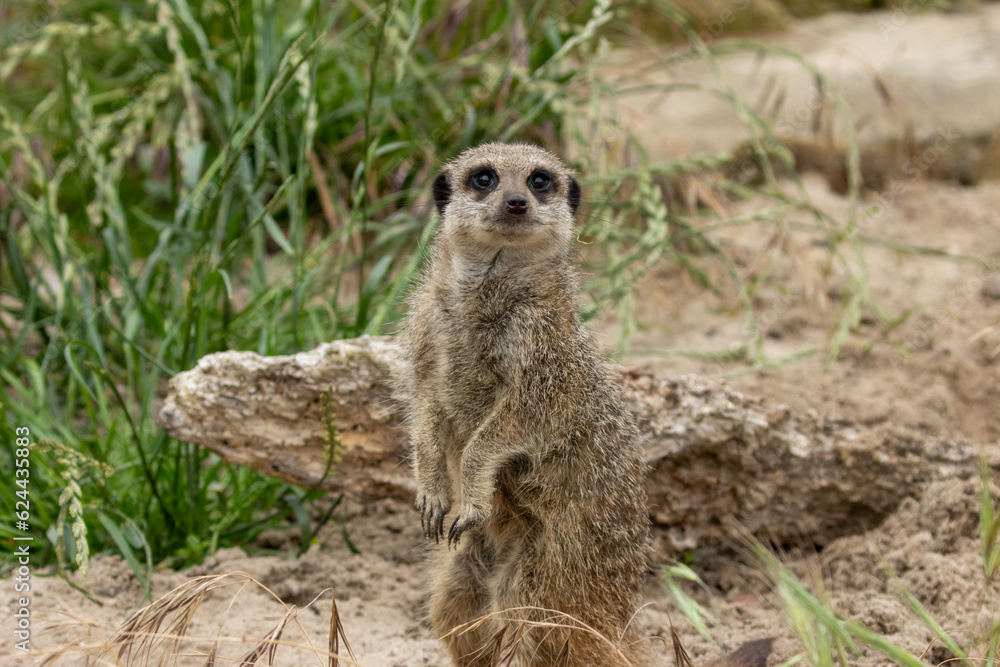 Cute and funny meerkat looking around on guard on sentry duty Cute and funny meerkat looking around on guard on sentry duty