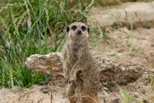 Cute and funny meerkat looking around on guard on sentry duty © Sarah
