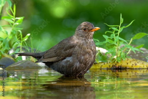 Blackbird, female in the water of the bird water hole. Czechia